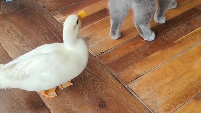 Cole Duck and cats had a lot of fun