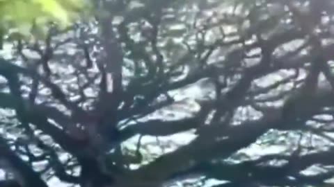 This massive tree over a cemetery.