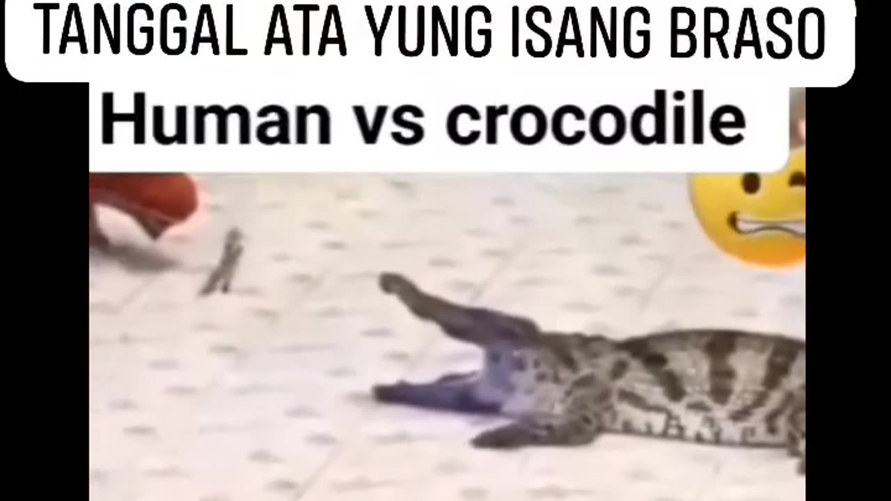 Human Vs Crocodile!!