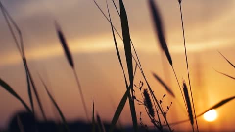 silhouette-of-grass-swaying-in-the-wind-at-sunset