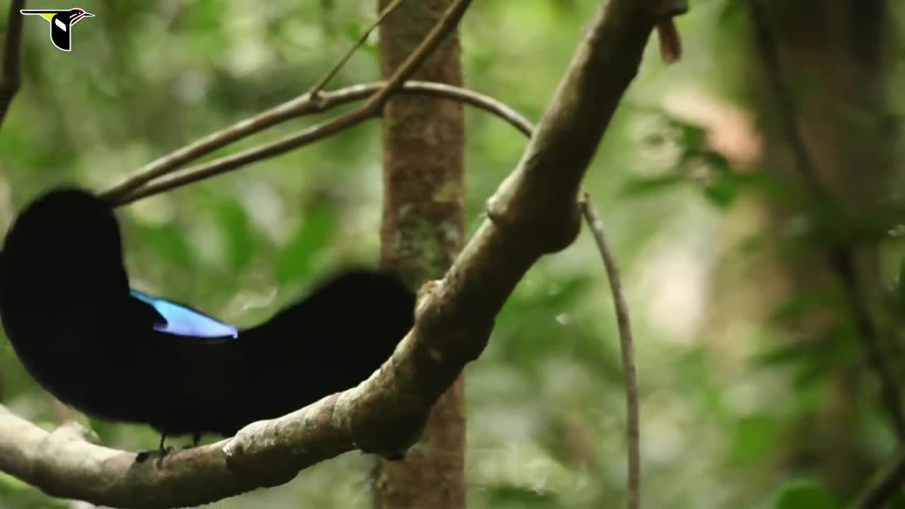 Birds-of-Paradise Project Introduction