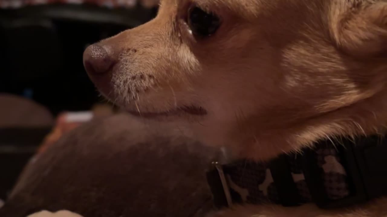 Tequila the Chihuahua Is Angry