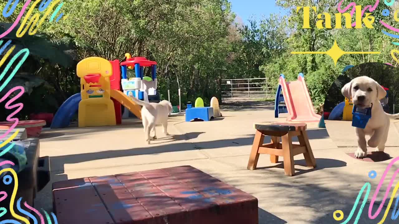 Cute Labrador Puppy training