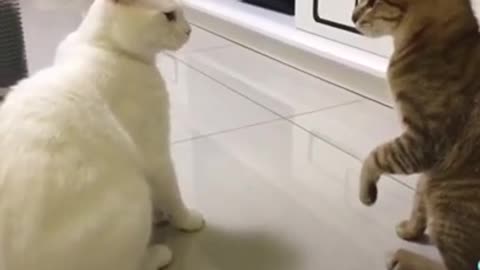 Funny Cats talking I LOVE YOU