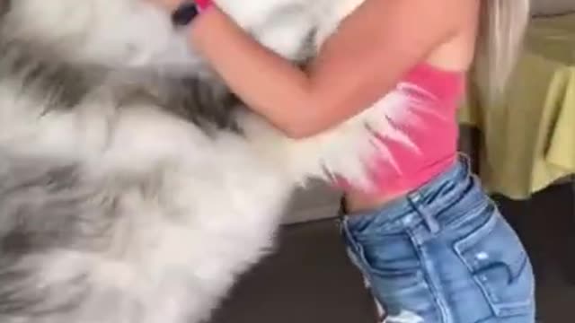 Alaskan Malamute Biggest Dog In The World #Shorts #alaskanmalamute