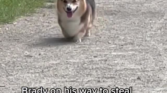 Brady on his way to steal ur girl at the dog park
