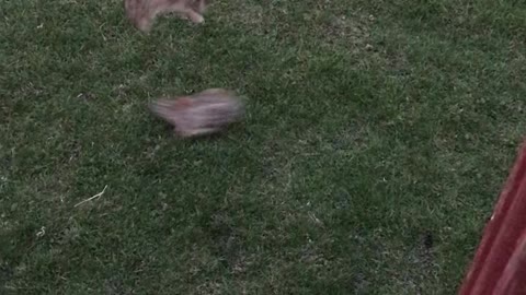 Bunnies Play Leap Frog in Backyard