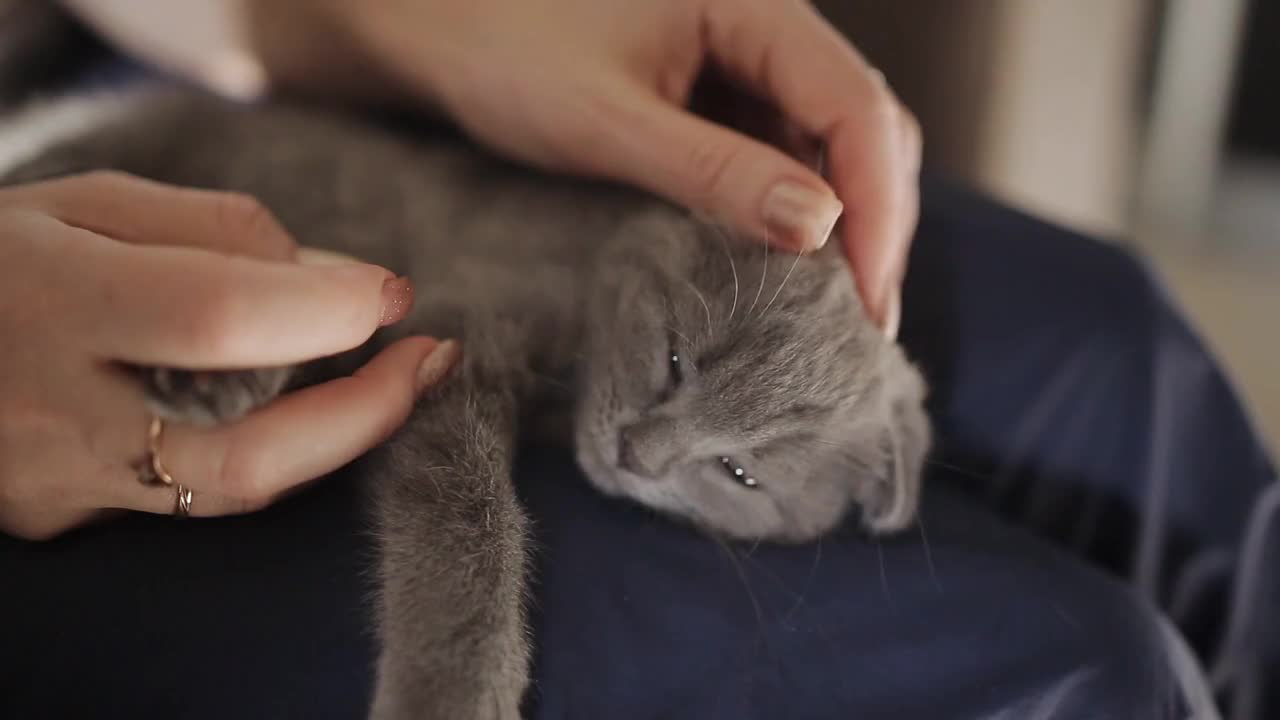 The girl stroking and lulling Scottish fold kitten