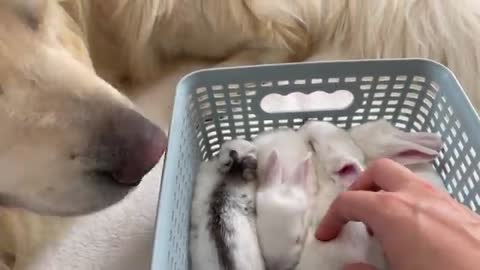 Golden Retriever Meets New Baby Bunnies! [Best Reaction Ever]