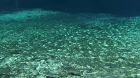 Swimming in Fanning Spring - Fanning Springs, Florida