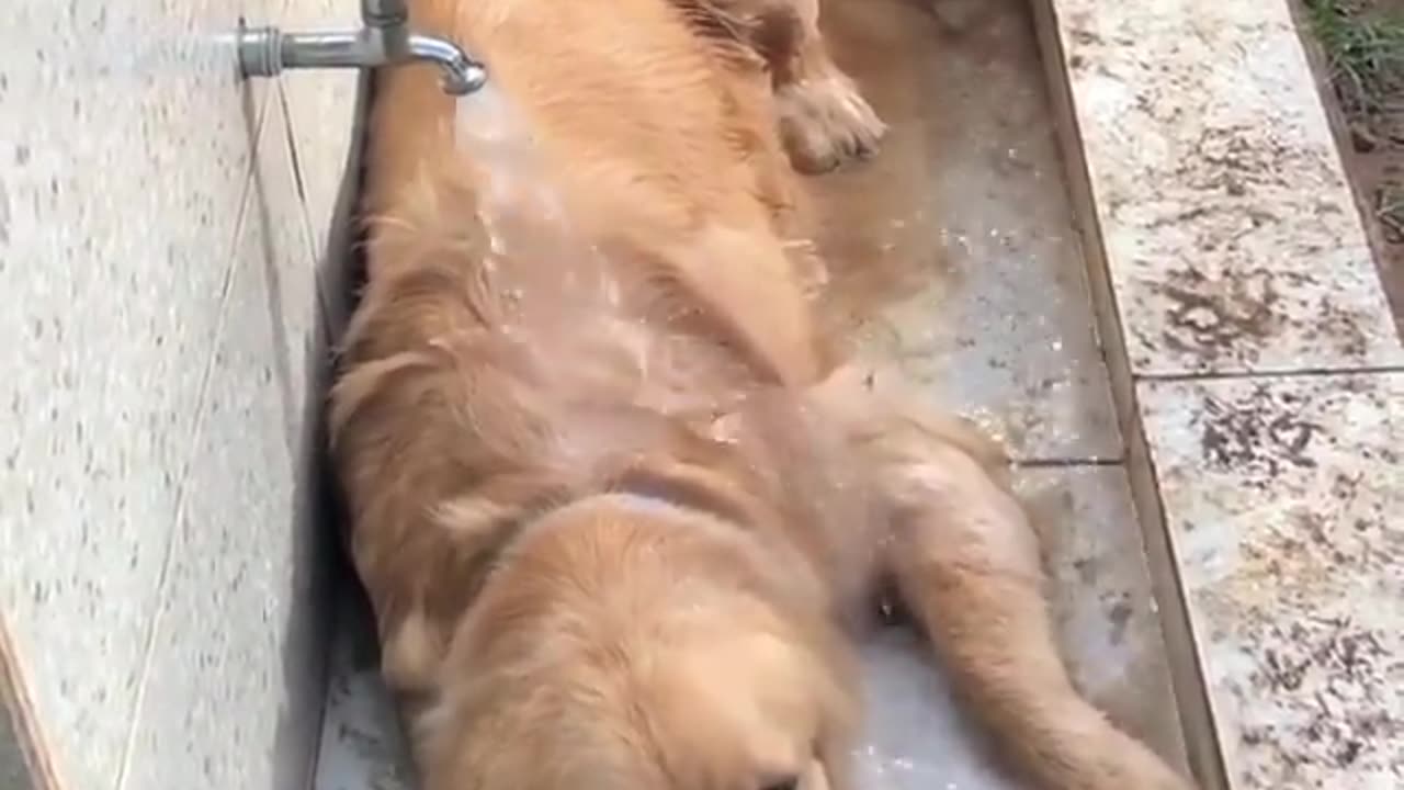 Golden Bath Time