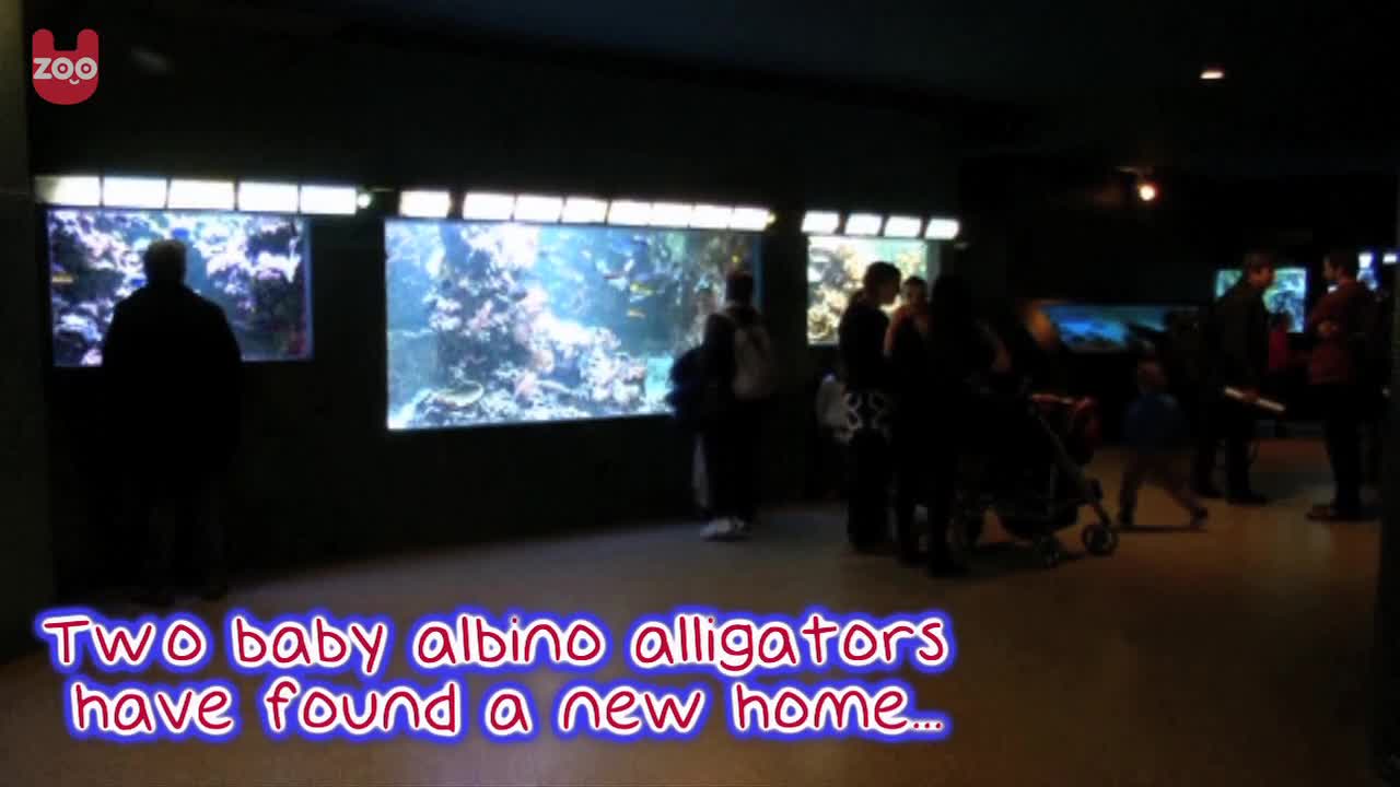 Baby Albino Alligators Find New Home