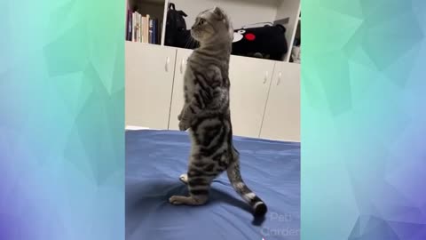 The most beautiful clips of cats