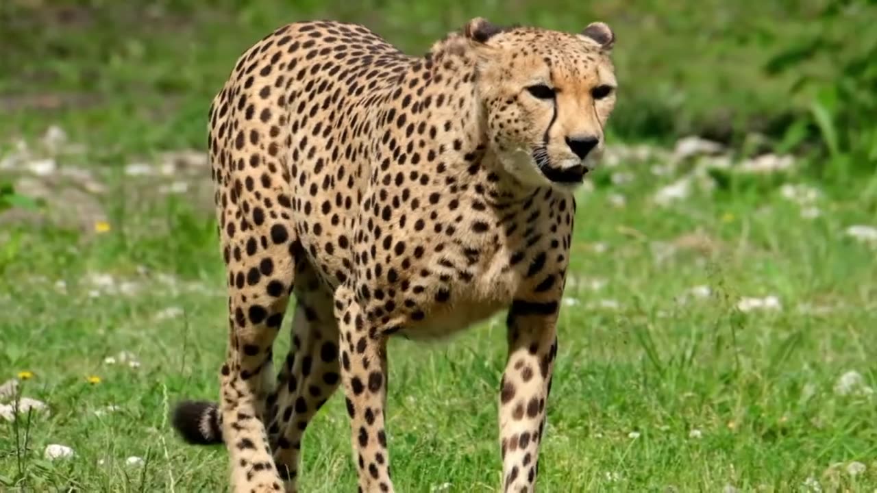 TOP 10 WILD ANIMALS - 4K - PEACEFUL ANIMALS MUST WATCH TO KNOW THE TOP CLASS ANIMALS - 2022