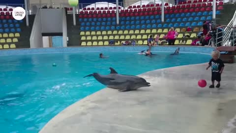 Cute dolphin