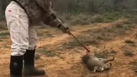 Saving a lynx from a trap