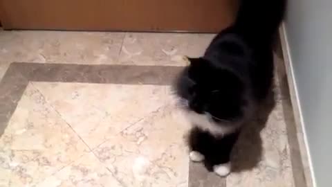 My cats playing football