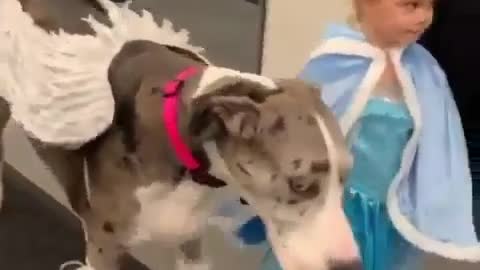 Best Funny Animal Videos 2022 😺 Funny The Great Dane Dog Videos 😁 Funniest Dog Videos 😁😇