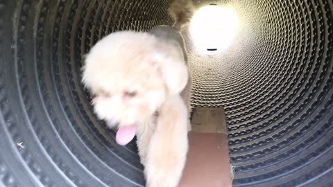 Puppy walking out of the tunnel