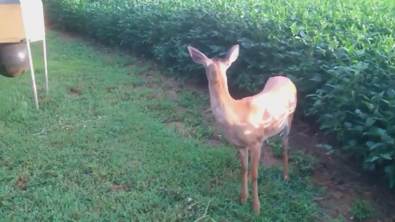 Friendly Doe In My Soybean Field