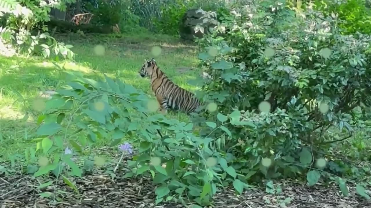 Tiger is playing with baby tiger