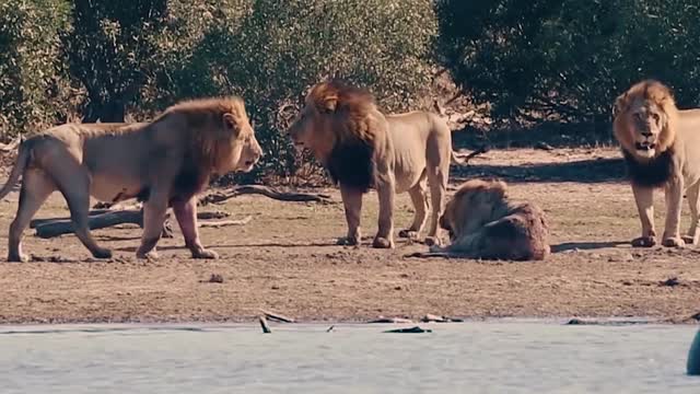 Ultimate lion fight in forest