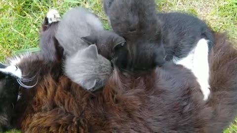 4 Kitten Feed On Mother Cat 🔥