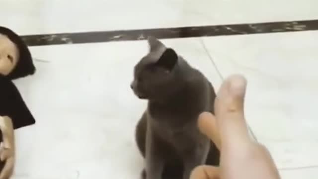 Do u like this 🙀 cat