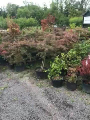 Weeping Japanese red maple trees at Highland Hill Farm near Philadelphia