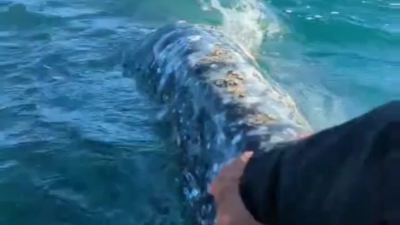 Gray Whales are so fluffy