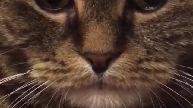 The way the cat cries, it's pathetic