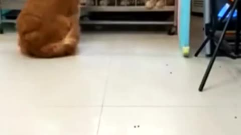 A smart Golden Retriever who always saves the best food for his children!