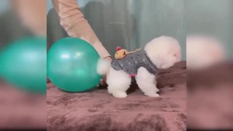 Baby Dogs Cute and Funny Dog Videos 2021 Baby Dogs - Cute and Funny Dog Videos 2021