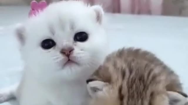 Cute Kitten - Baby Cats 2021