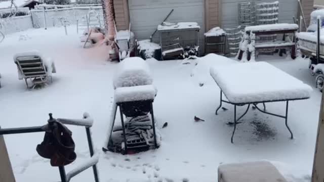 Hungry Birds in the snow