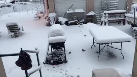 Hungry Birds in the snow