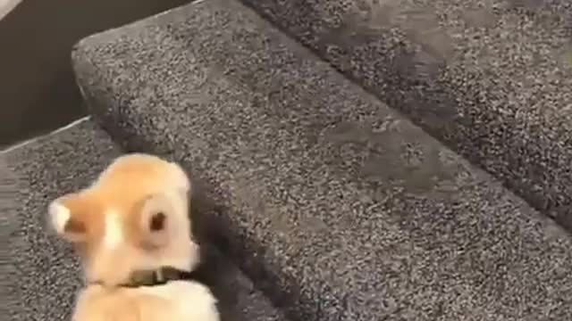 cute puppy trying to climb stairs