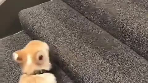 cute puppy trying to climb stairs