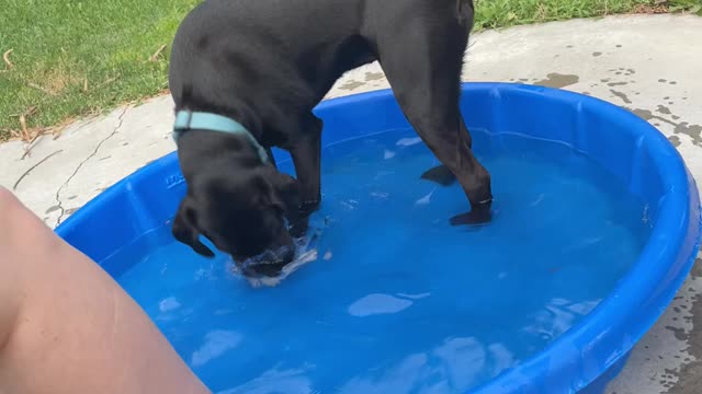 Dog Cannot Get Her Bone!