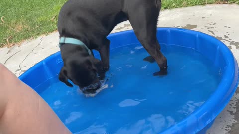 Dog Cannot Get Her Bone!