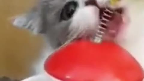 Baby cat funny activities short videos clip - cutiescat