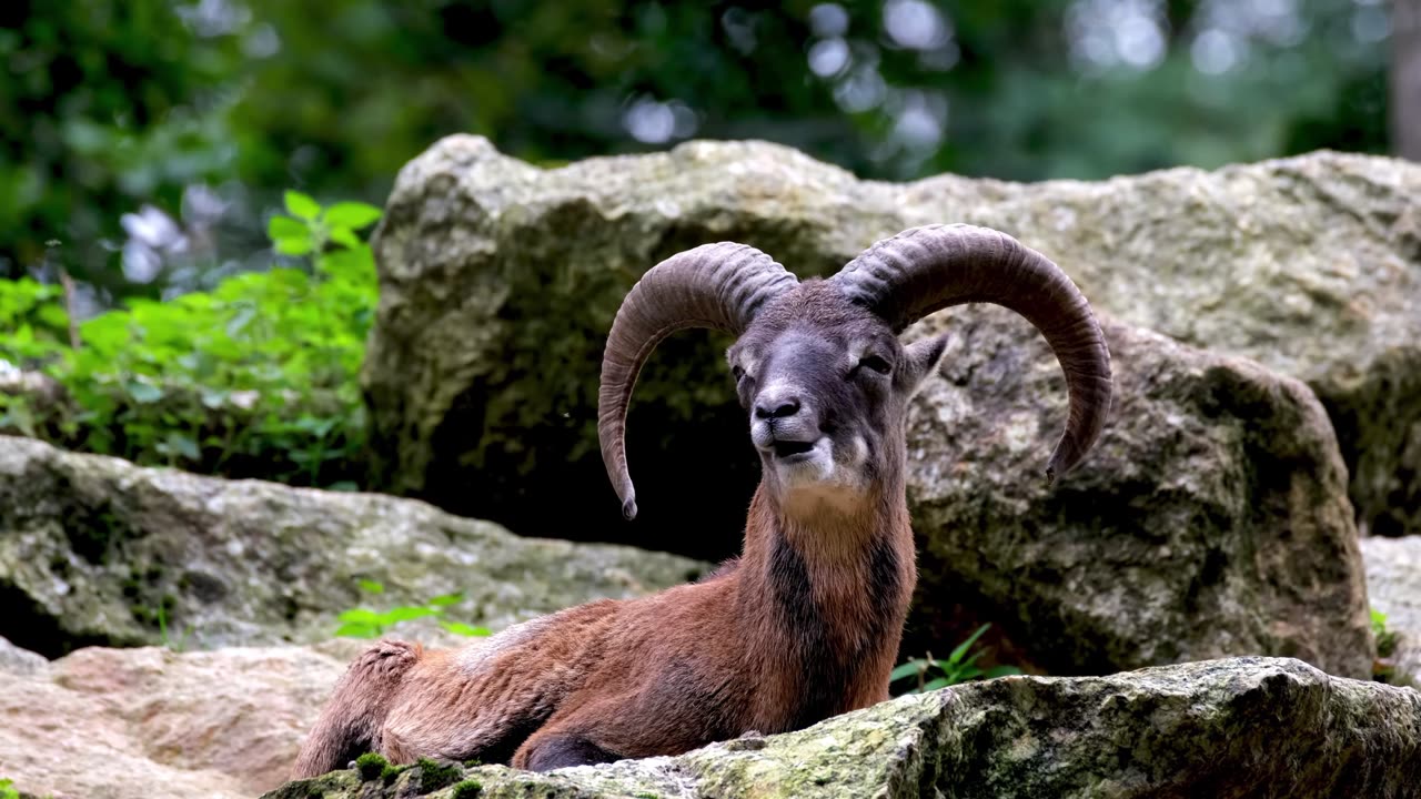 Markhor - mountain goats - mountain animals