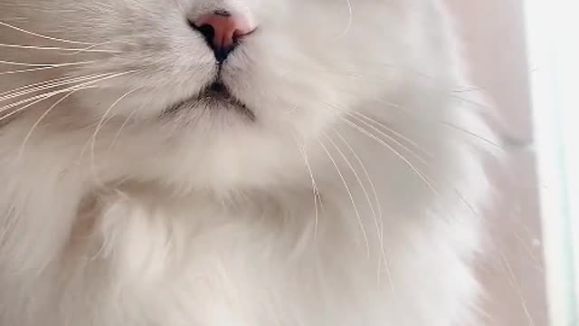 A naive and cute white cat