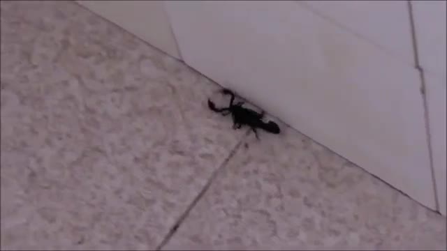 BLACK SCORPION - (Tityus bahiensis) - LACRAU THEREFORE - (Tityus bahiensis)