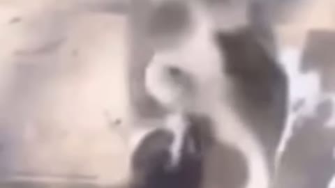 Cute & funny animal video