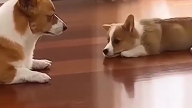 Cute and Funny Dog Video!