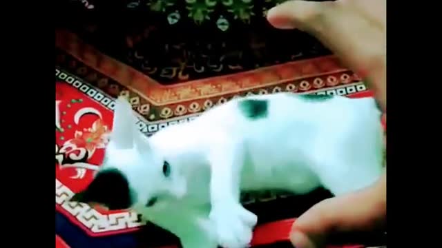 Cute cat Funny Baby Cat Videos Compilation