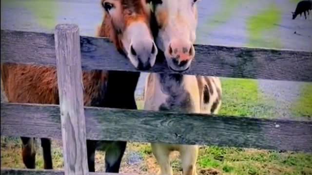 The donkeys were like a loving couple.