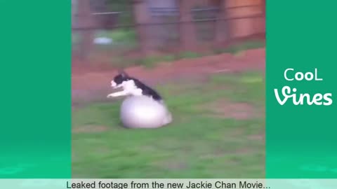 Dog falls off a bouncing ball while running