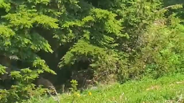 Bear Investigates Man in a Tent